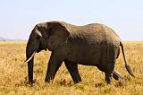 TANZANIA - Serengeti National Park - Elephant - 8